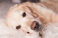 为什么拉布拉多狗更容易患上结肠炎？
