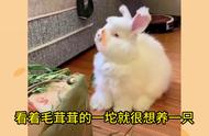 安哥拉兔的养殖体验：软萌可爱，萌宠出道计划！