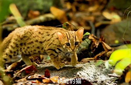 锈斑豹猫：世界上最小的猫咪揭秘