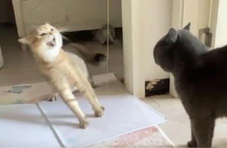 首次目睹猫咪争吵，现场情况令人惊讶！