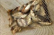 深山水库的钓鱼之旅：80斤野生大鱼的惊人收获