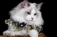 全球公认十大最美丽的猫咪排行榜