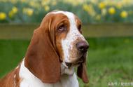 巴吉度犬：大耳朵的宠物明星