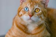 猫的“异瞳眼”原来是种疾病，涨知识了！