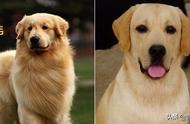 你能分辨出这三对相似的宠物犬吗？它们就像宠物犬界的双胞胎。