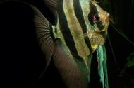 仙气十足的观赏鱼：神仙鱼的傲娇魅力