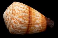 柳丝芋螺：美丽的花纹，值得收藏观赏