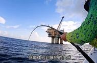 深海垂钓大冒险：小鱼儿诱捕，金枪鱼大丰收！