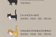 探寻猫咪在古代的高大上名字背后的故事