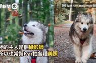 惊艳转身！从呆萌雪橇犬到霸气吸血鬼的「台步之王」