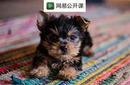 从茶杯犬的可爱到悲剧的残忍，我们需要反思什么？