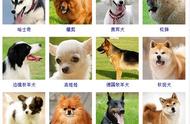 犬类大揭秘：全球最受欢迎的狗狗品种一网打尽！