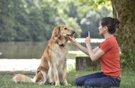 全面剖析：各种训犬方式的优劣与花费