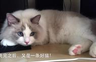 揭秘布偶猫洗澡：专业建议与实用技巧