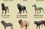 南京禁养犬种规定：30种犬种被禁止，你了解吗？