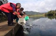 守护水域生态，开化区大规模鱼苗增殖放流行动报道