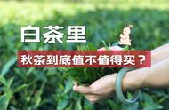 购买白茶还是秋茶？看完这5点，你将有所领悟