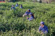 头锅钟山雨花茶开采，品质提升，价格不变