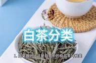 白茶种类解析：了解白茶的主要分类