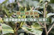 揭秘：同一种茶树能否制作出绿茶、红茶、白茶和乌龙茶？