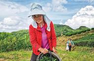 炎陵茶叶基地的夏茶采摘季节到来