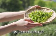 探索白茶：了解这种神秘的茶类