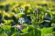 揭秘同一山头的普洱茶：春茶、夏花、秋茶的差异