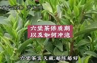 广西六堡茶的冲泡技巧分享