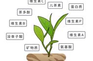 长期饮茶者的命运如何？研究显示：三大好处逐渐浮出水面