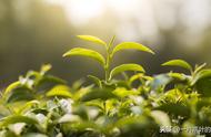 深入了解：红茶的等级划分与制作工艺