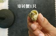 0元DIY自制寄居蟹缸，让你的宠物生活更美好！