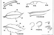 白描知识大全：深入了解中国传统绘画技法