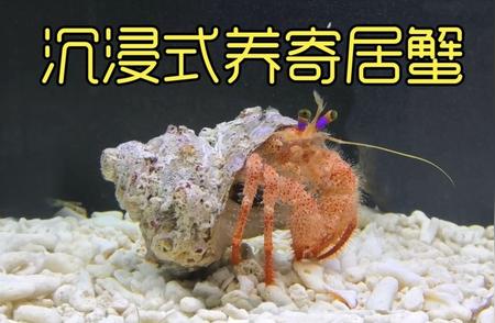 海边巨型寄居蟹：两个月养成灾难？