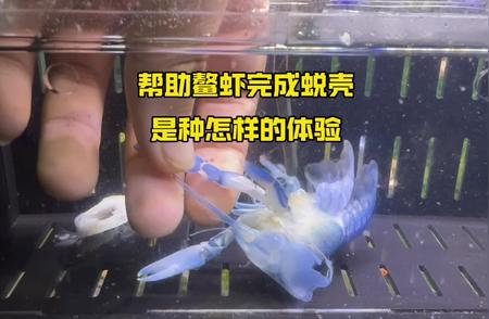 螯虾蜕壳全过程：人工帮助下的奇妙体验