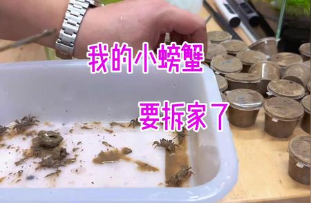 探秘养辣椒蟹的螃蟹缸：生态失衡预警！