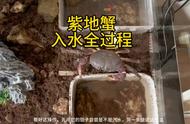 这缸里还能添加什么生物？