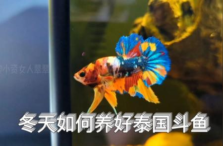 泰国斗鱼冬季护理指南，轻松打造美丽水族世界