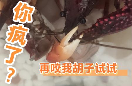 小龙虾的独特警告——揭秘背后的故事