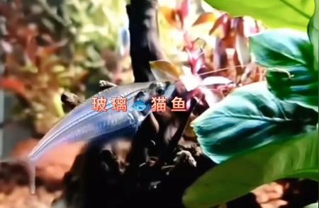 玻璃猫鱼的养护秘籍：打造完美的水族环境