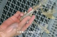 台湾蝴蝶鲤：柳叶鳍的神秘面纱