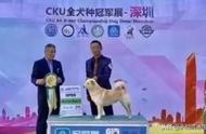 纠正错误：大黄并非中华田园犬，中国也有世界级的土生土长犬种