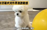 你对马尔济斯犬有何见解？