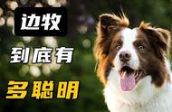 边境牧羊犬的魅力何在？看完我彻底爱上了