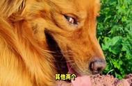 犬界的暖男：金毛犬的故事