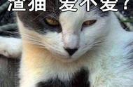 猫界的六大“渣猫”，如果你都养过，那就太可怜你了