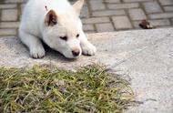 两条不同风格的中华田园犬