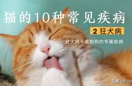 了解猫的10种常见疾病：狂犬病（Rabies）是其中之一吗？