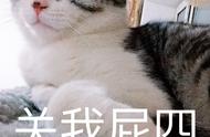 劝你别冲动！四种“买猫一时爽，养猫火葬场”的猫咪揭秘