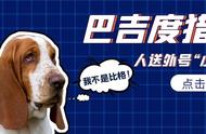 “小飞象”巴吉度猎犬：耳朵作为降落伞的奇特功能