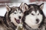 从狗狗起源探讨：为何西伯利亚雪橇犬和德国狼犬长得像狼？